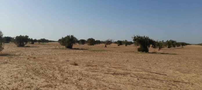 Sfax: Récupération d'un terrain domanial agricole squatté de 175 hectares.