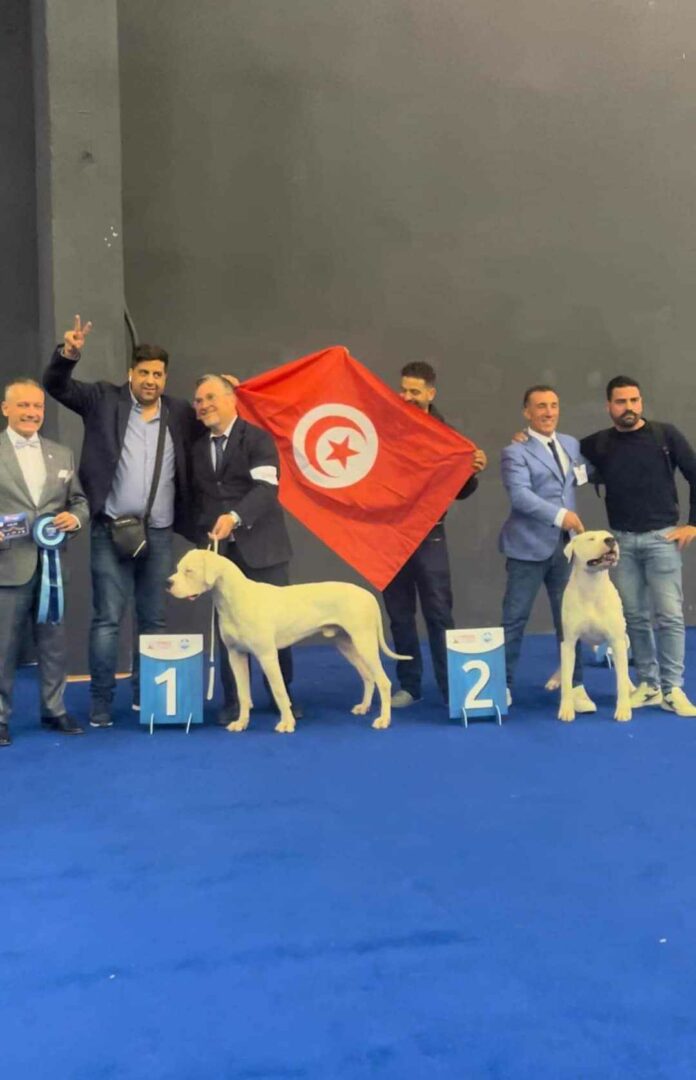 Le chien DAYSON de l’éleveur Tunisien Azmi Guizani remporte le titre de jeune champion du monde au « World Dog Show 2024 »