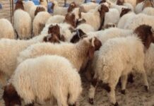 Marché des moutons en Tunisie : les causes d’une flambée des prix à l’Aïd
